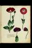  Fol. 57 

Papaver cinnabrinum polyphyllum n.  1.
Papaver roseum polyphyllum  n.  2.
Papaver Amethystinum polyphyllum  n.  3.
Papaver flore Amethystino non dum
aperto n.  4.